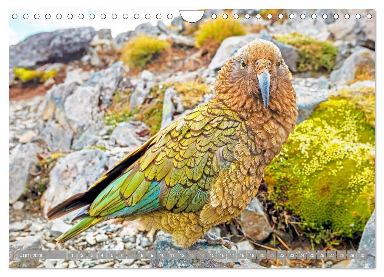 Bild: 9783457348055 | Papageien: Farbenpracht im Flug (Wandkalender 2026 DIN A4 quer),...