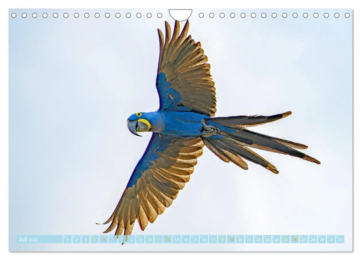Bild: 9783457348055 | Papageien: Farbenpracht im Flug (Wandkalender 2026 DIN A4 quer),...