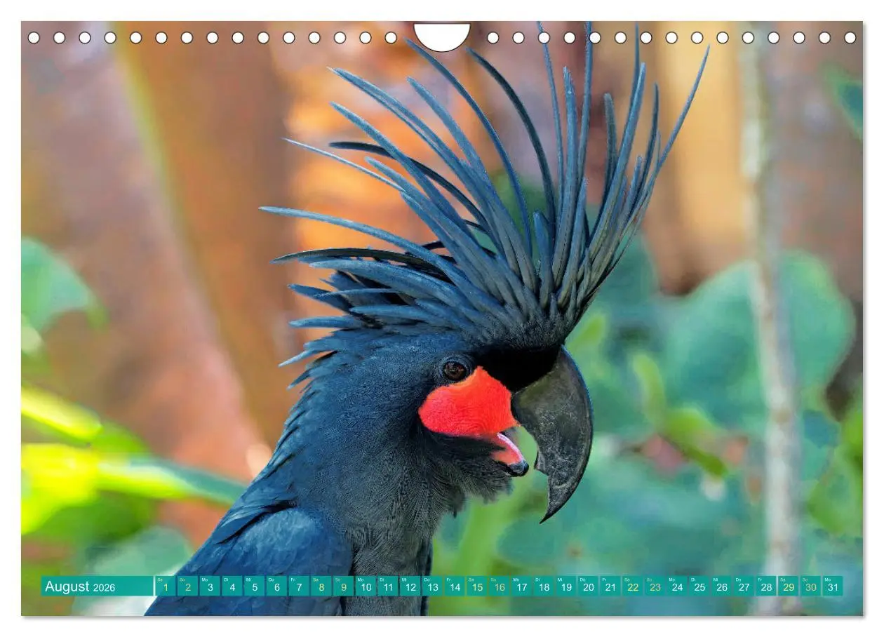 Bild: 9783457348055 | Papageien: Farbenpracht im Flug (Wandkalender 2026 DIN A4 quer),...