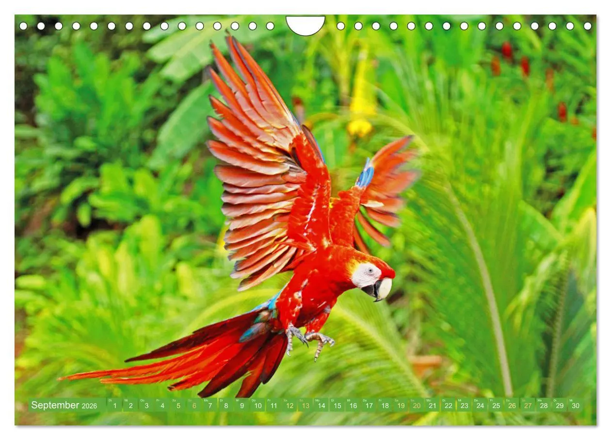 Bild: 9783457348055 | Papageien: Farbenpracht im Flug (Wandkalender 2026 DIN A4 quer),...