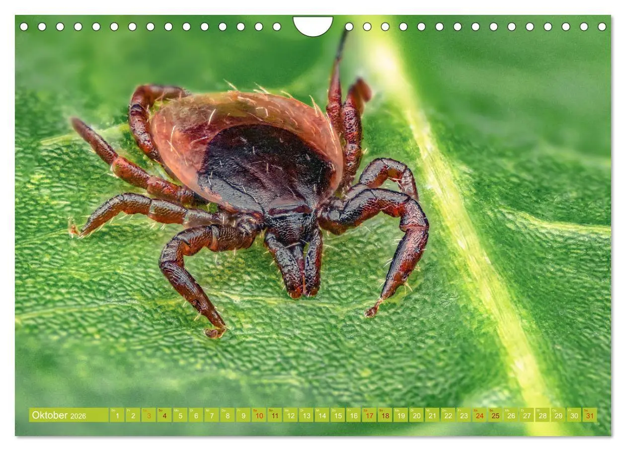 Bild: 9783457878255 | Extreme Makroaufnahmen - Insekten so nah wie nie (Wandkalender 2026...