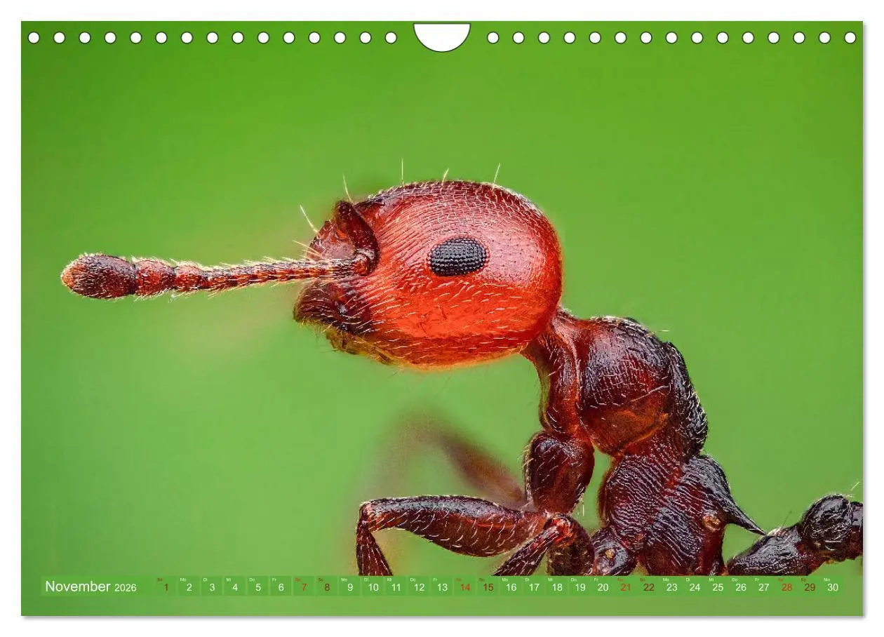Bild: 9783457878255 | Extreme Makroaufnahmen - Insekten so nah wie nie (Wandkalender 2026...