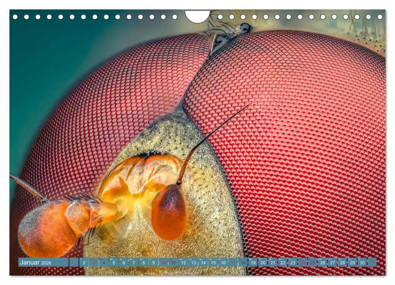 Bild: 9783457878255 | Extreme Makroaufnahmen - Insekten so nah wie nie (Wandkalender 2026...