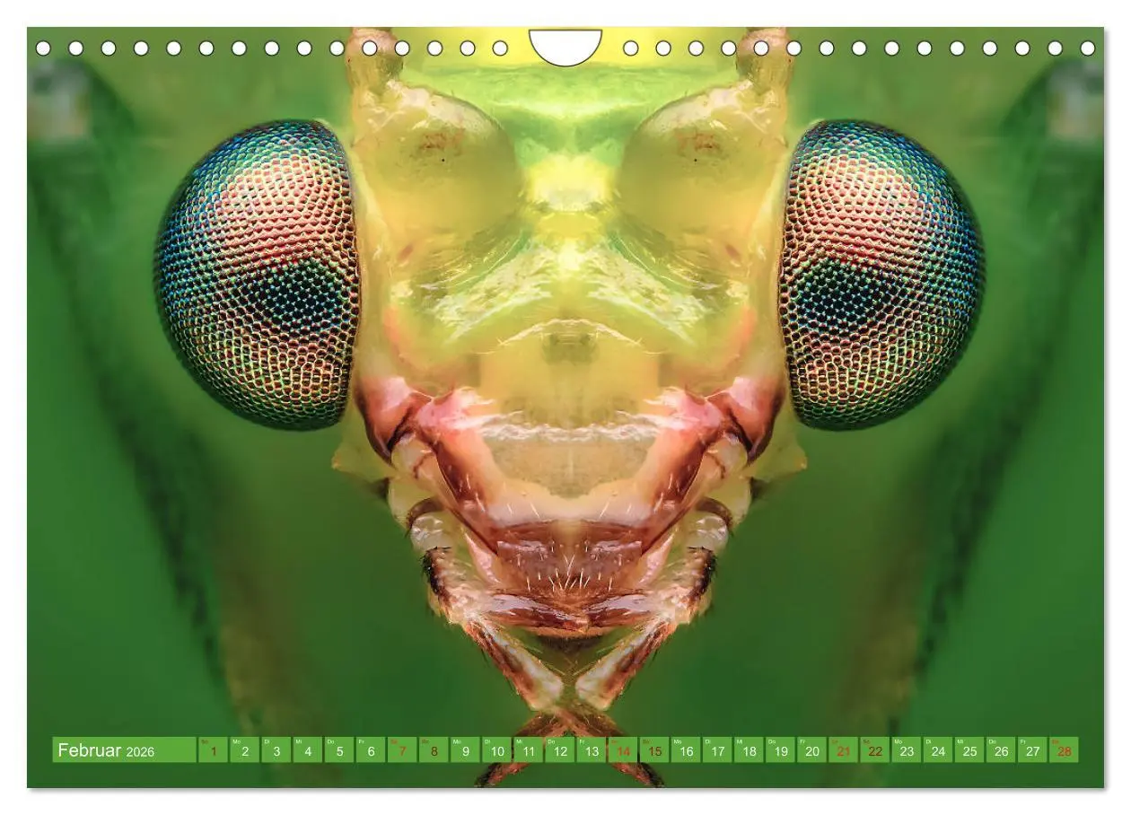 Bild: 9783457878255 | Extreme Makroaufnahmen - Insekten so nah wie nie (Wandkalender 2026...
