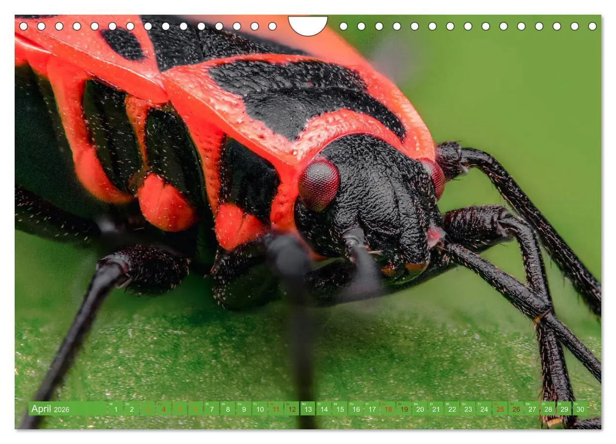 Bild: 9783457878255 | Extreme Makroaufnahmen - Insekten so nah wie nie (Wandkalender 2026...