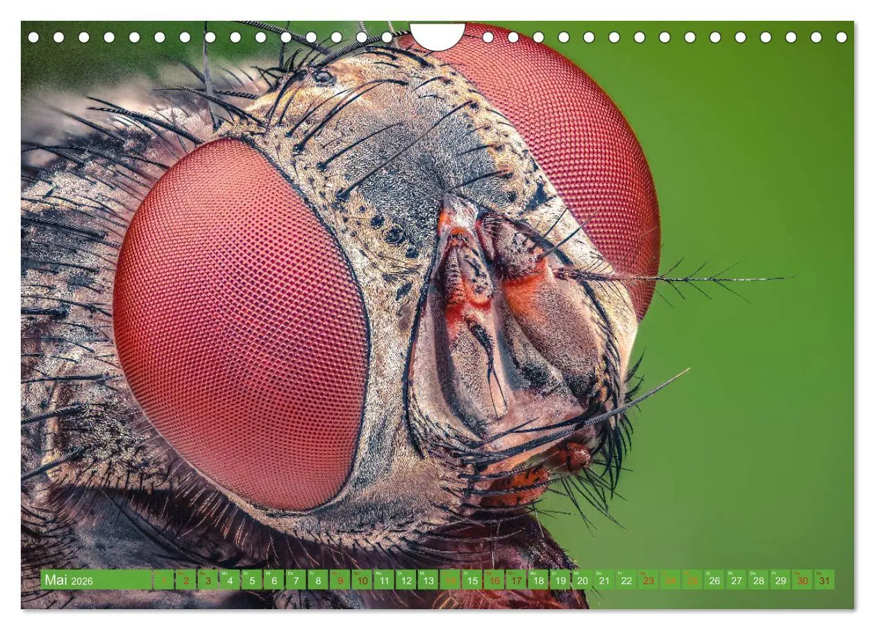 Bild: 9783457878255 | Extreme Makroaufnahmen - Insekten so nah wie nie (Wandkalender 2026...