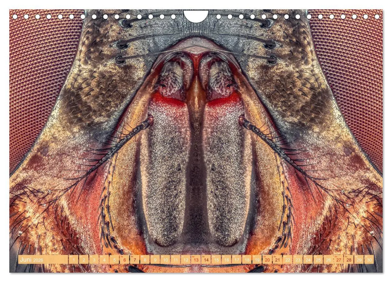 Bild: 9783457878255 | Extreme Makroaufnahmen - Insekten so nah wie nie (Wandkalender 2026...