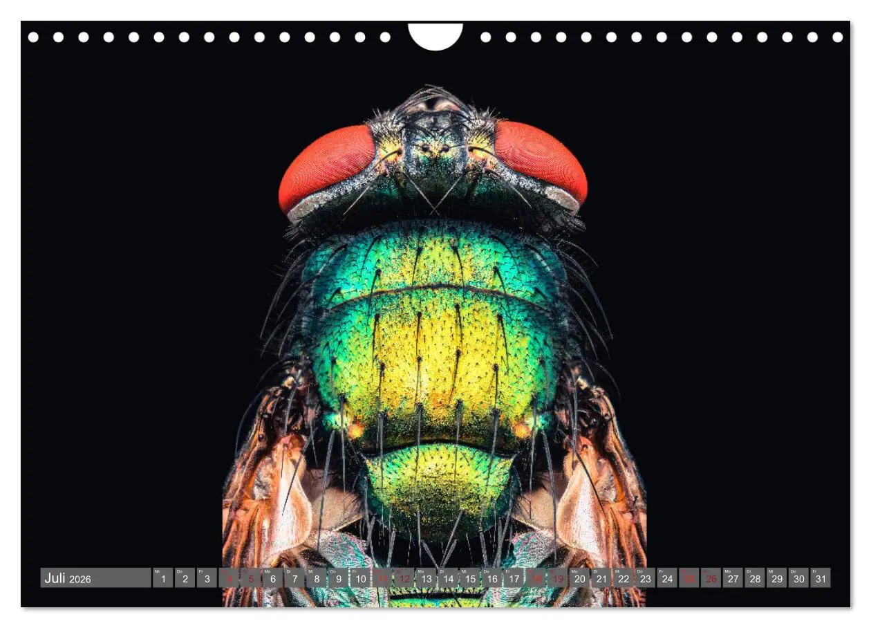Bild: 9783457878255 | Extreme Makroaufnahmen - Insekten so nah wie nie (Wandkalender 2026...