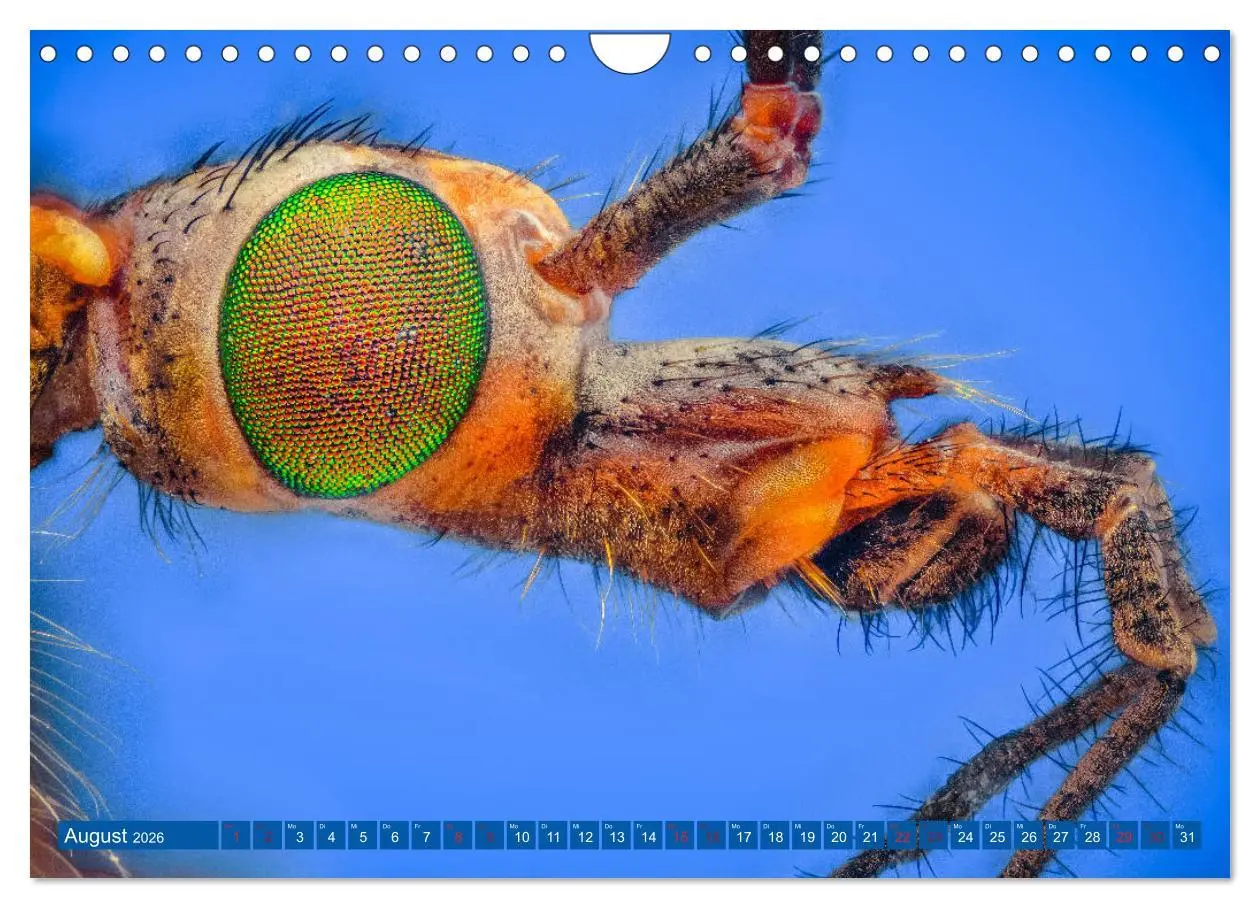 Bild: 9783457878255 | Extreme Makroaufnahmen - Insekten so nah wie nie (Wandkalender 2026...