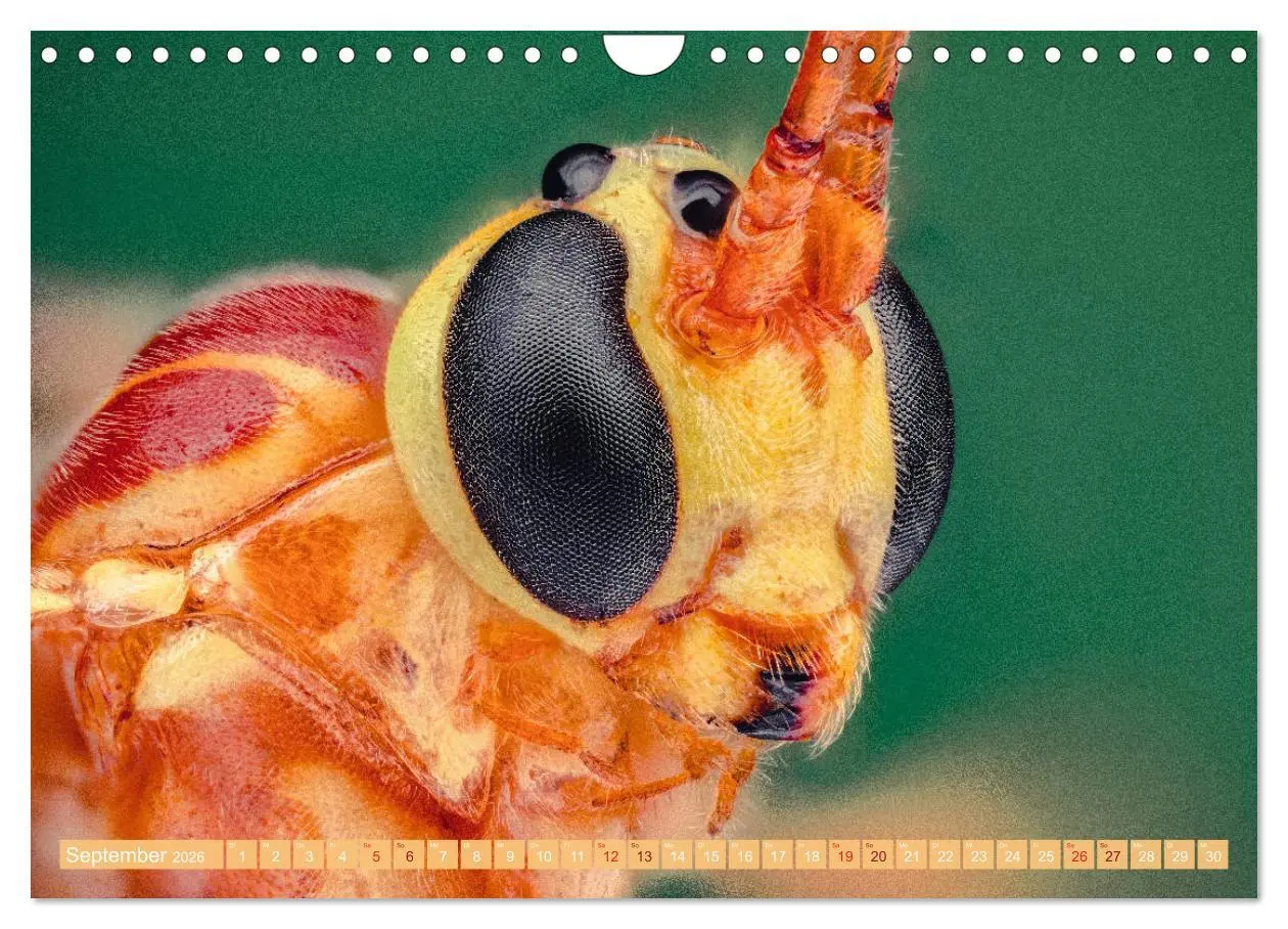 Bild: 9783457878255 | Extreme Makroaufnahmen - Insekten so nah wie nie (Wandkalender 2026...