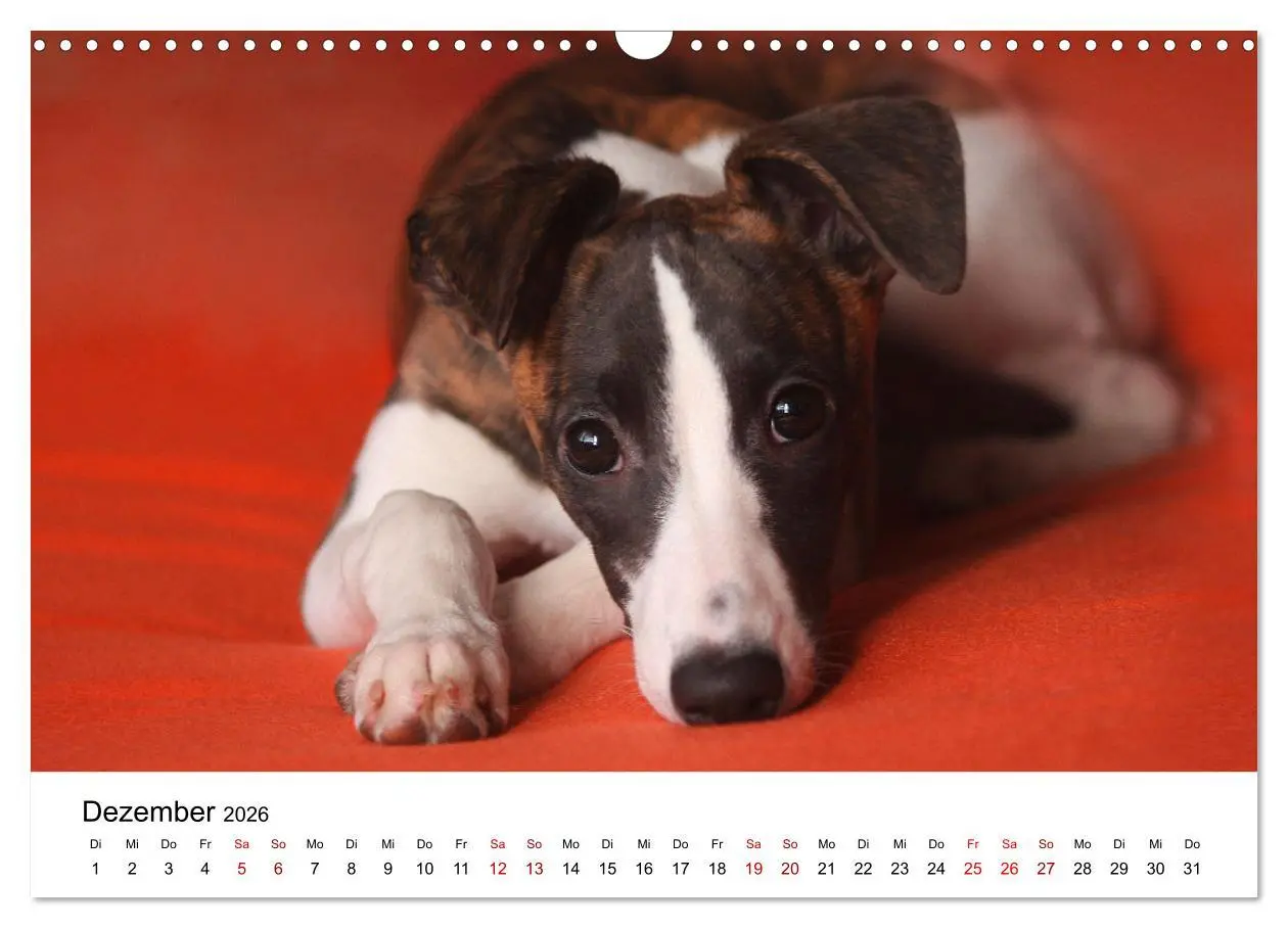 Bild: 9783457318355 | Total gechillte Hunde (Wandkalender 2026 DIN A3 quer), CALVENDO...