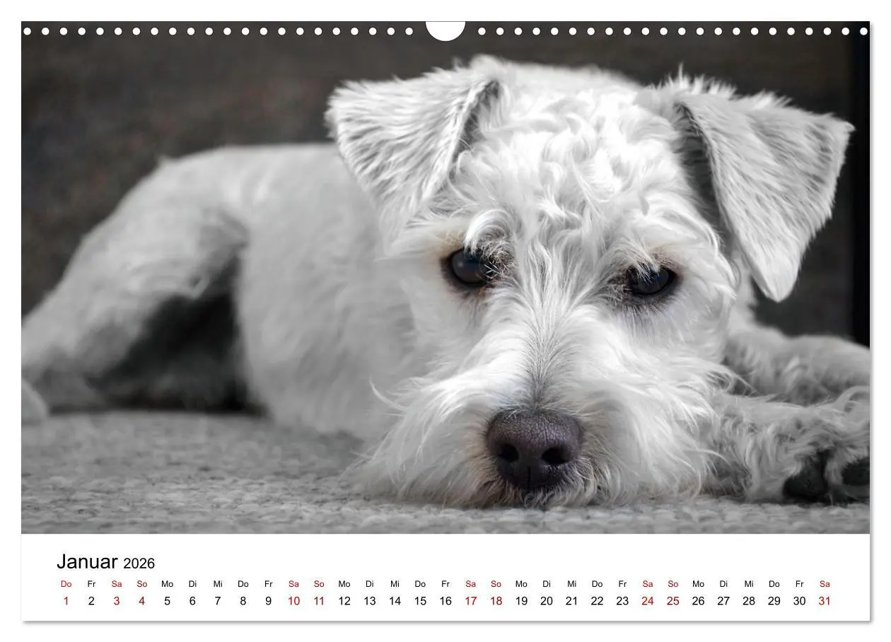 Bild: 9783457318355 | Total gechillte Hunde (Wandkalender 2026 DIN A3 quer), CALVENDO...