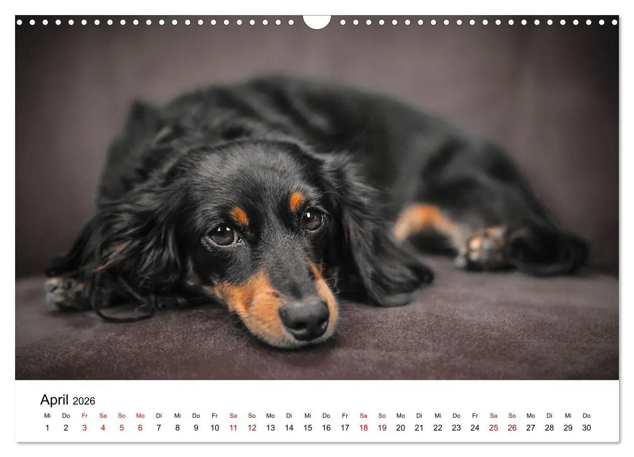 Bild: 9783457318355 | Total gechillte Hunde (Wandkalender 2026 DIN A3 quer), CALVENDO...
