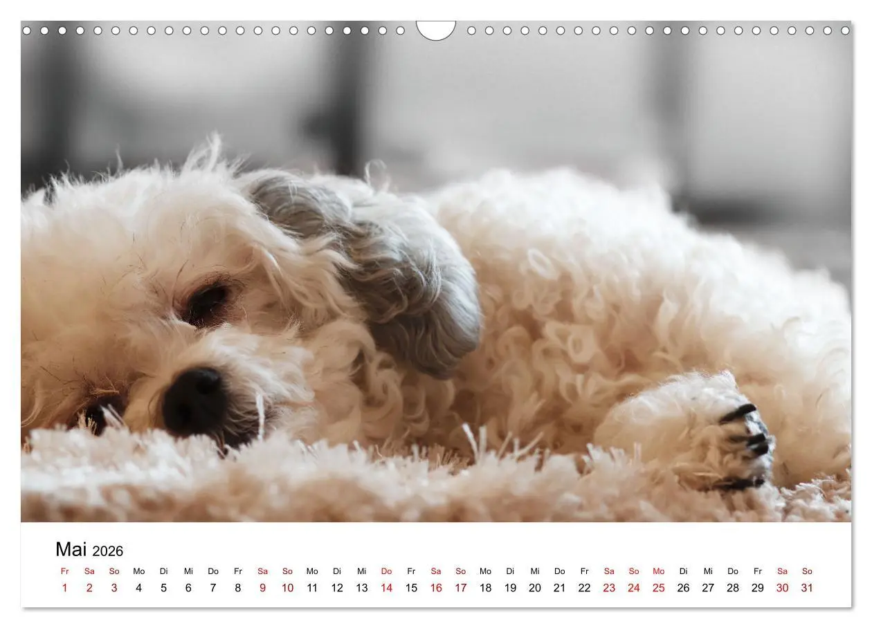 Bild: 9783457318355 | Total gechillte Hunde (Wandkalender 2026 DIN A3 quer), CALVENDO...