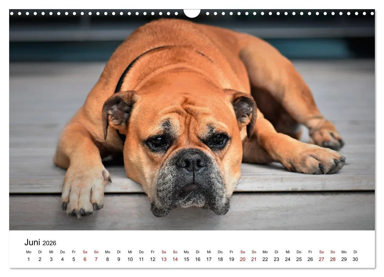 Bild: 9783457318355 | Total gechillte Hunde (Wandkalender 2026 DIN A3 quer), CALVENDO...