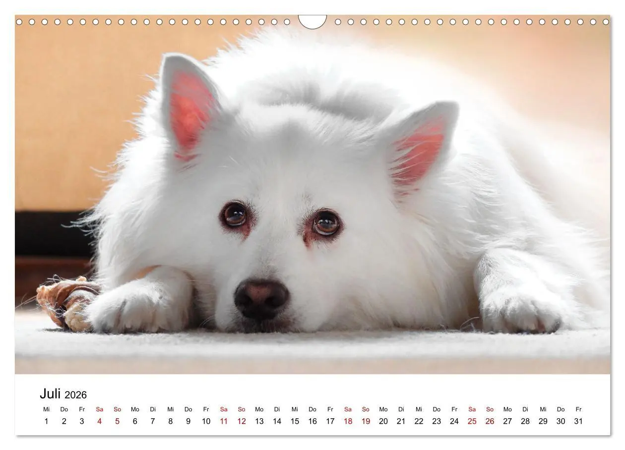 Bild: 9783457318355 | Total gechillte Hunde (Wandkalender 2026 DIN A3 quer), CALVENDO...