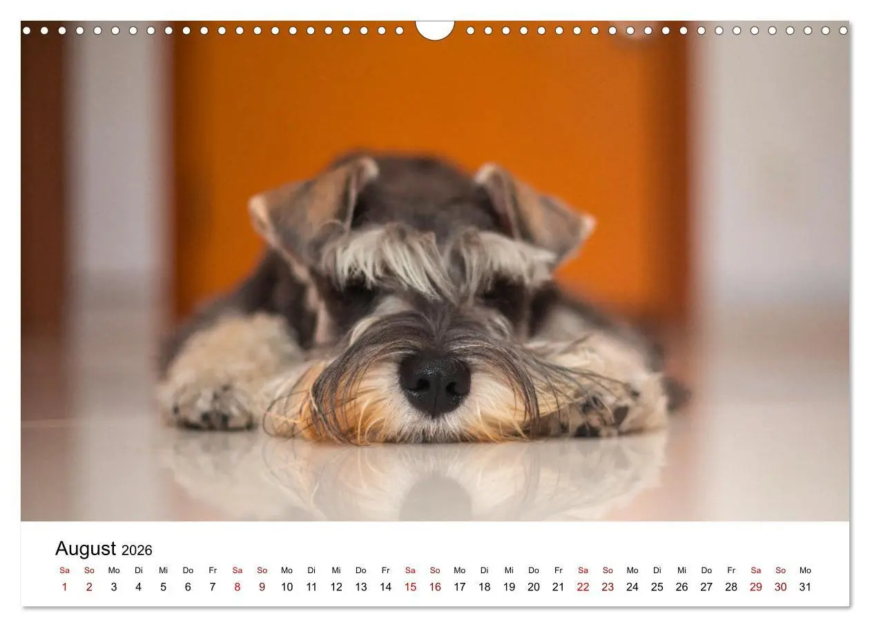 Bild: 9783457318355 | Total gechillte Hunde (Wandkalender 2026 DIN A3 quer), CALVENDO...