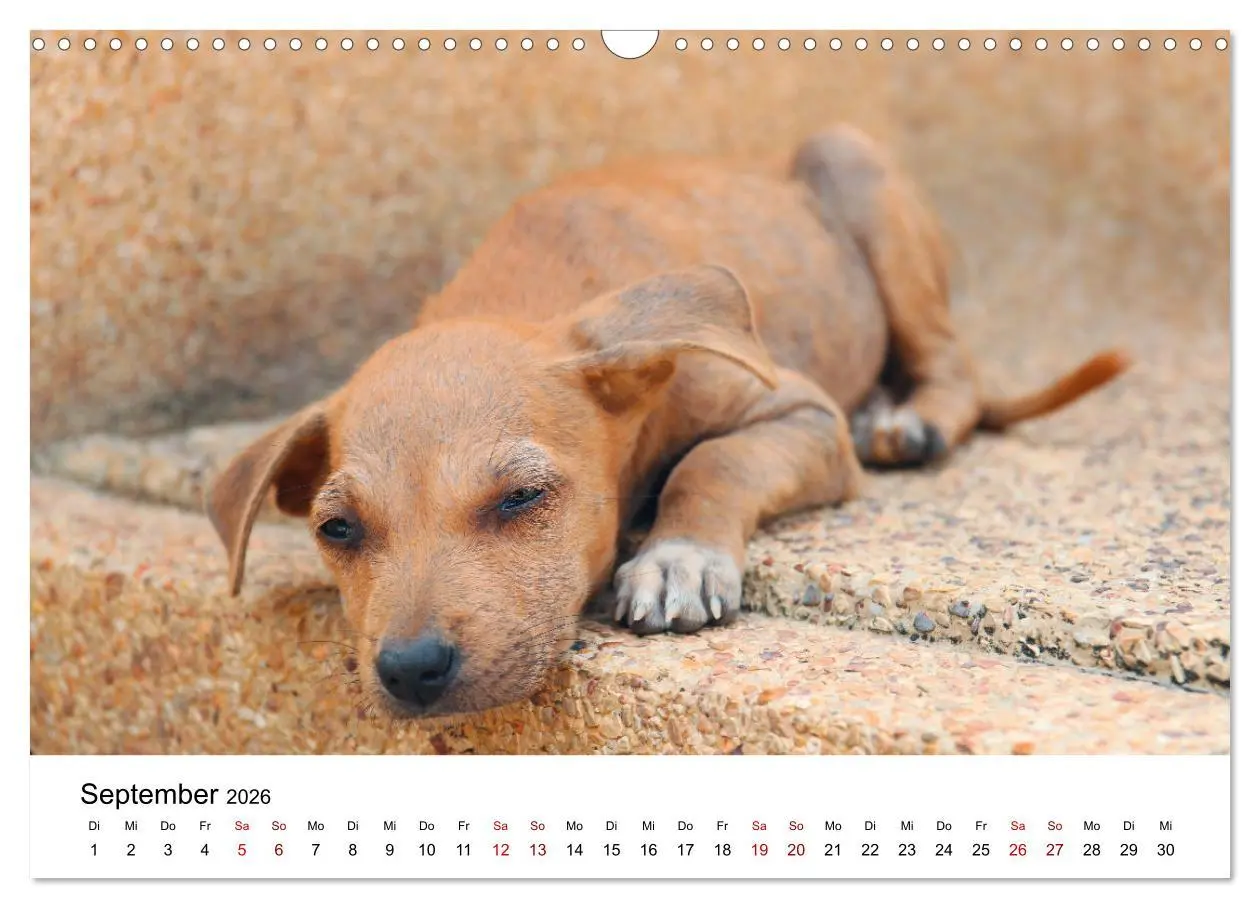 Bild: 9783457318355 | Total gechillte Hunde (Wandkalender 2026 DIN A3 quer), CALVENDO...