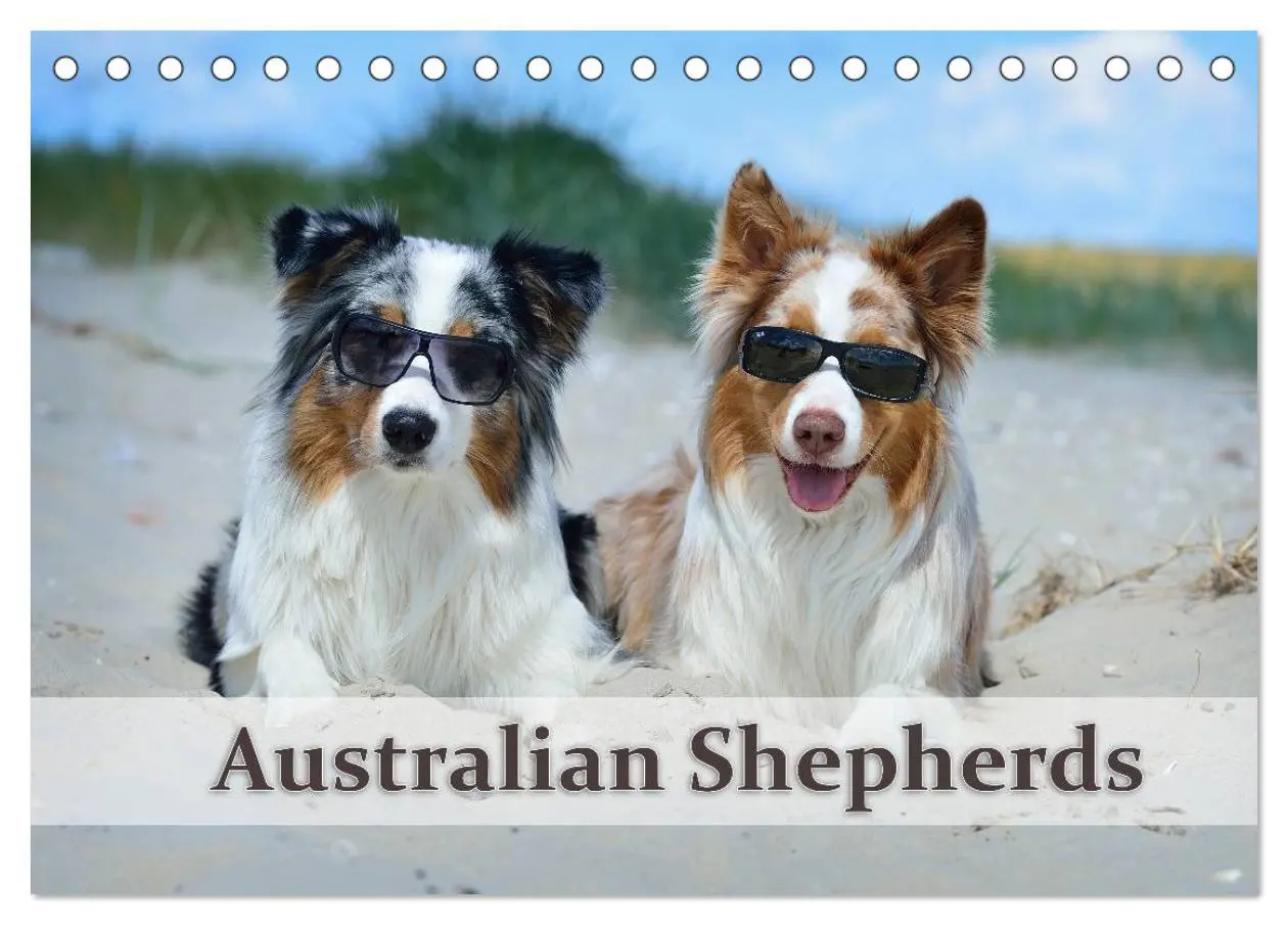 Cover: 9783516198355 | Wunderbare Australian Shepherds (Tischkalender 2026 DIN A5 quer),...