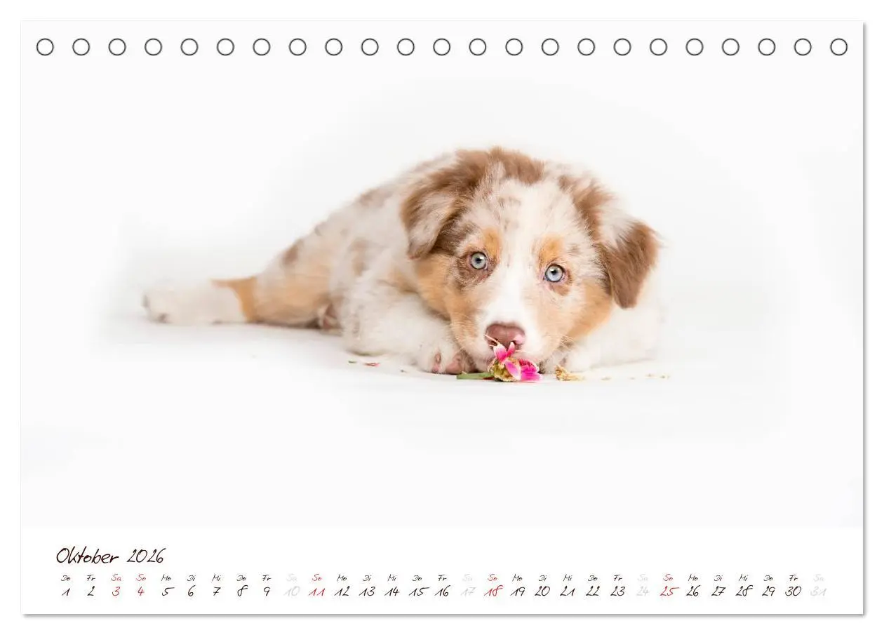 Bild: 9783516198355 | Wunderbare Australian Shepherds (Tischkalender 2026 DIN A5 quer),...