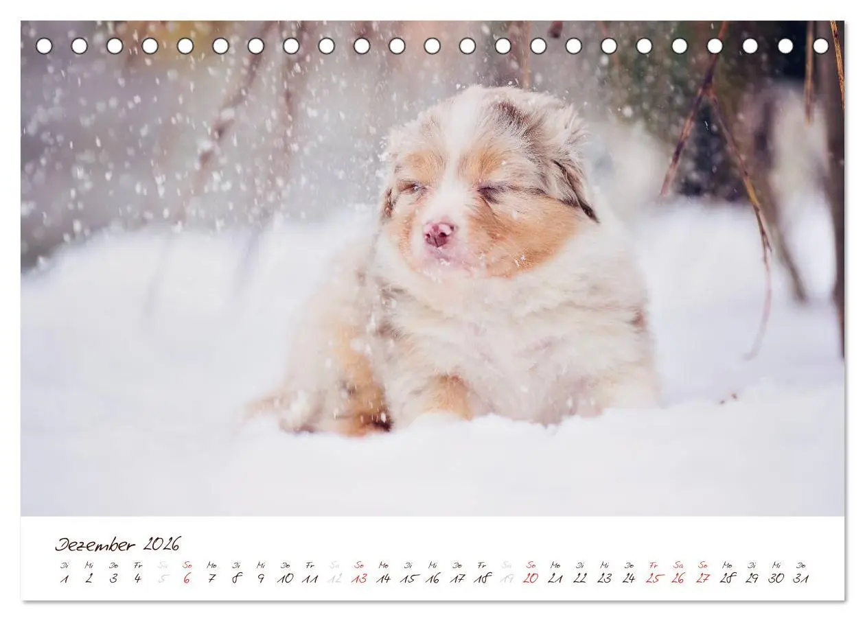 Bild: 9783516198355 | Wunderbare Australian Shepherds (Tischkalender 2026 DIN A5 quer),...