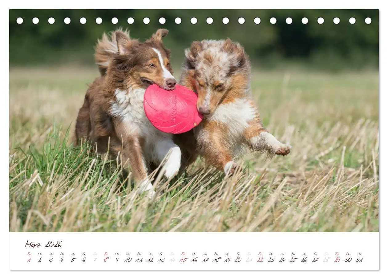 Bild: 9783516198355 | Wunderbare Australian Shepherds (Tischkalender 2026 DIN A5 quer),...