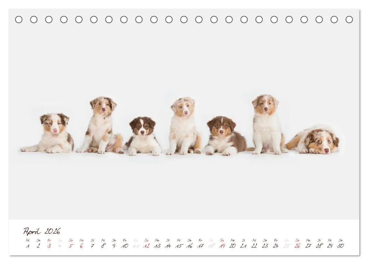Bild: 9783516198355 | Wunderbare Australian Shepherds (Tischkalender 2026 DIN A5 quer),...