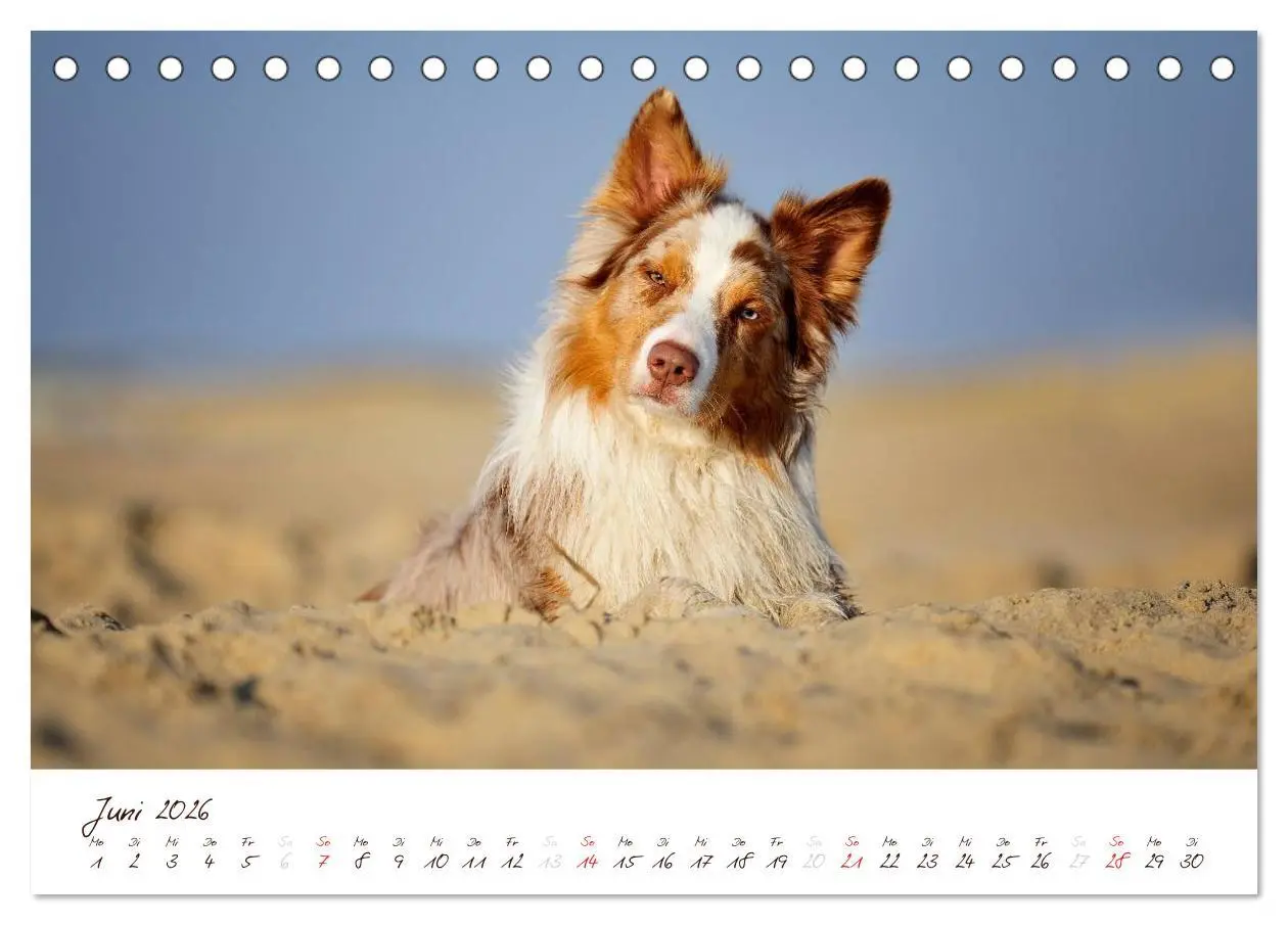 Bild: 9783516198355 | Wunderbare Australian Shepherds (Tischkalender 2026 DIN A5 quer),...