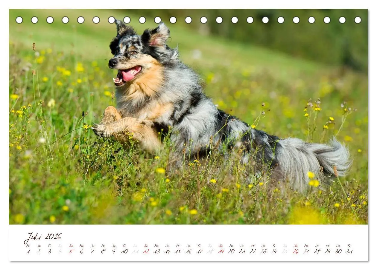 Bild: 9783516198355 | Wunderbare Australian Shepherds (Tischkalender 2026 DIN A5 quer),...