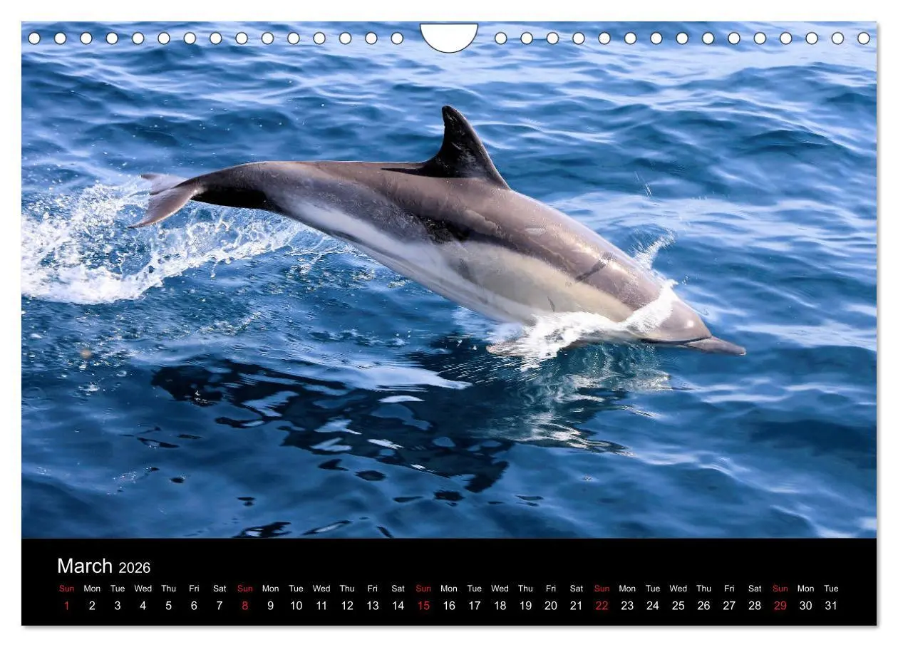 Bild: 9783516568455 | Estepona Costa Del Sol (Wall Calendar 2026 DIN A4 landscape),...