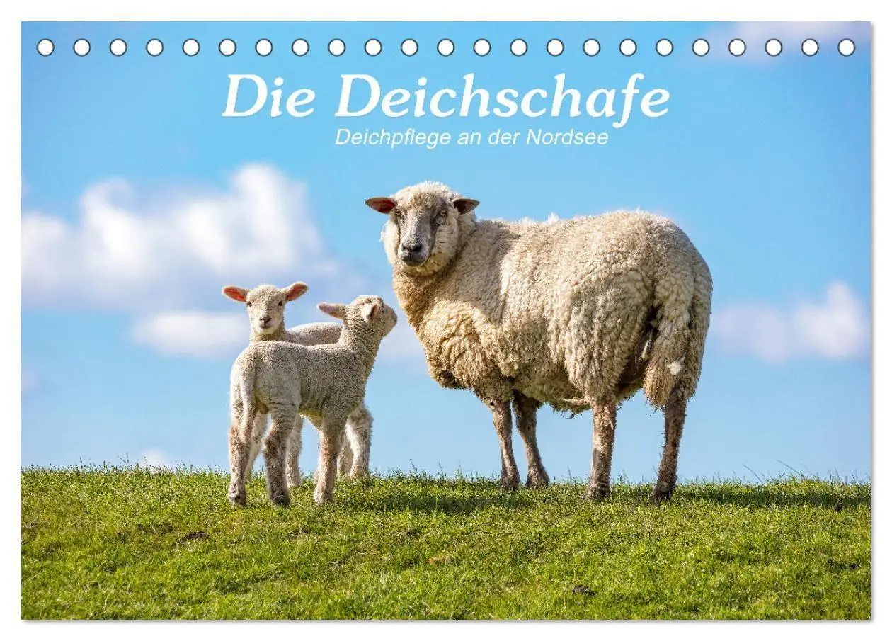 Cover: 9783569418455 | Die Deichschafe. Deichpflege an der Nordsee (Tischkalender 2027 DIN...