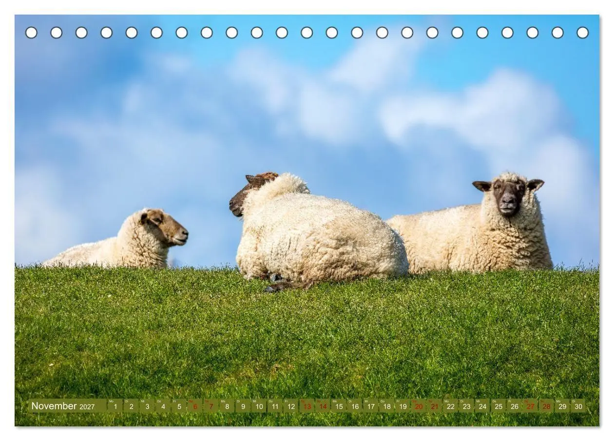 Bild: 9783569418455 | Die Deichschafe. Deichpflege an der Nordsee (Tischkalender 2027 DIN...