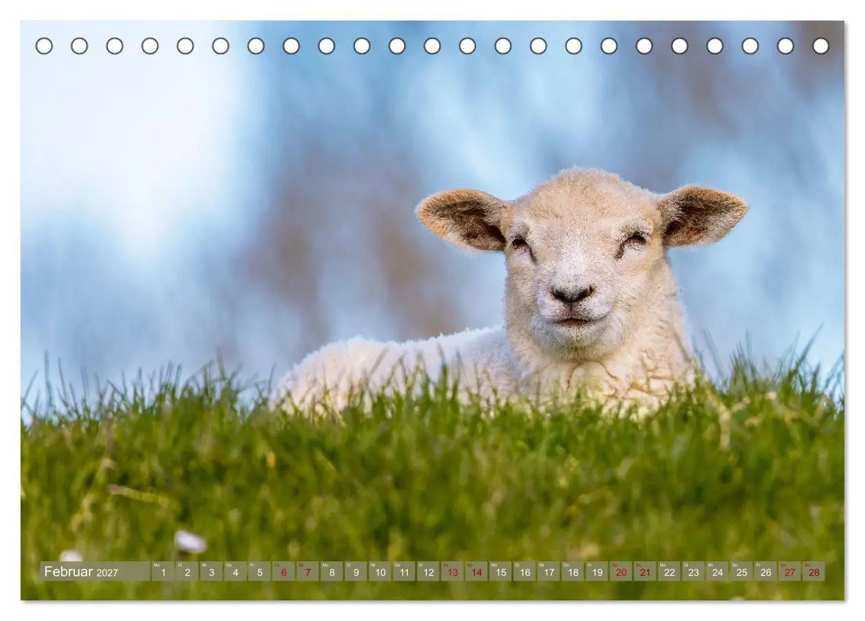 Bild: 9783569418455 | Die Deichschafe. Deichpflege an der Nordsee (Tischkalender 2027 DIN...
