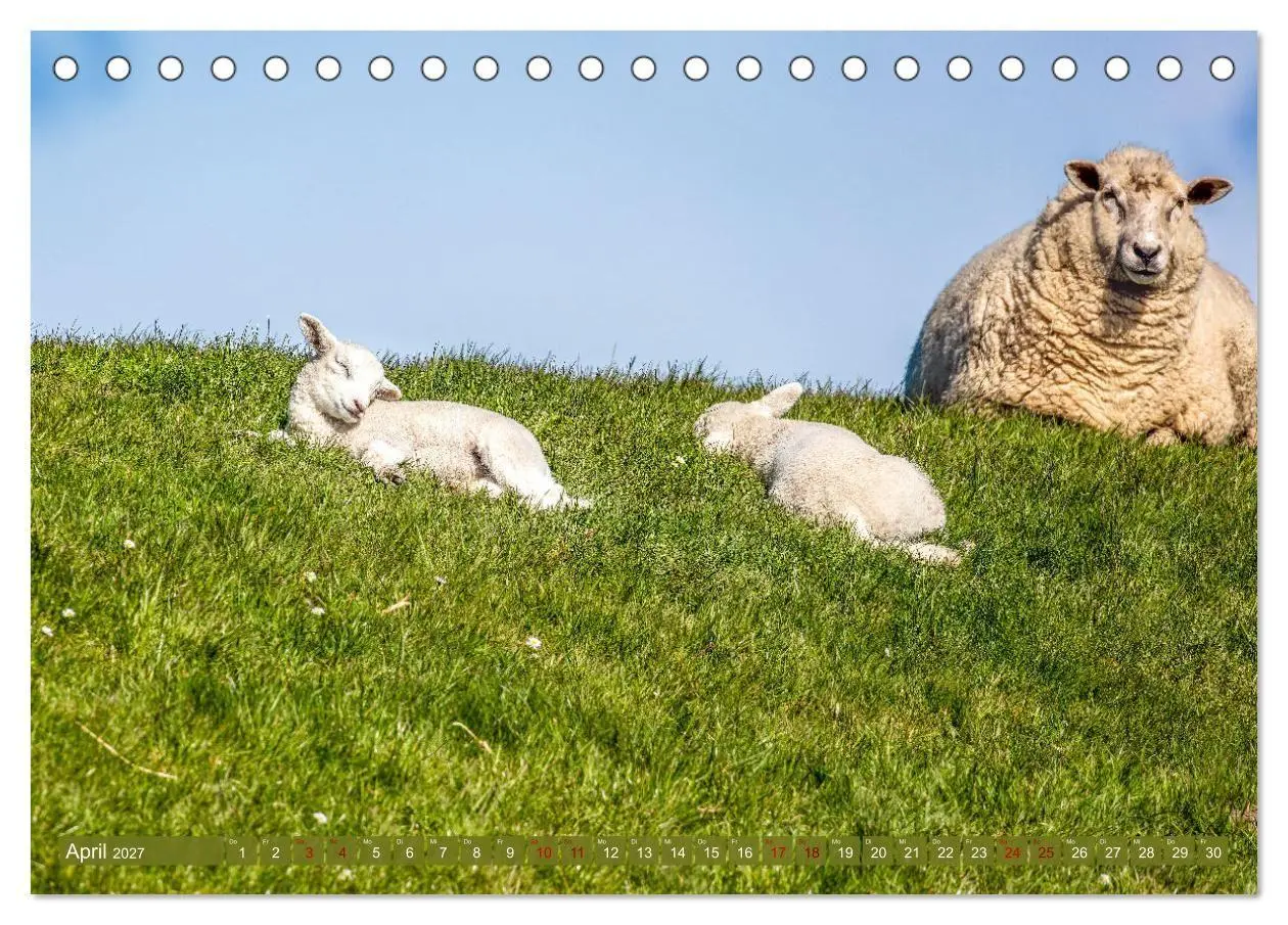 Bild: 9783569418455 | Die Deichschafe. Deichpflege an der Nordsee (Tischkalender 2027 DIN...