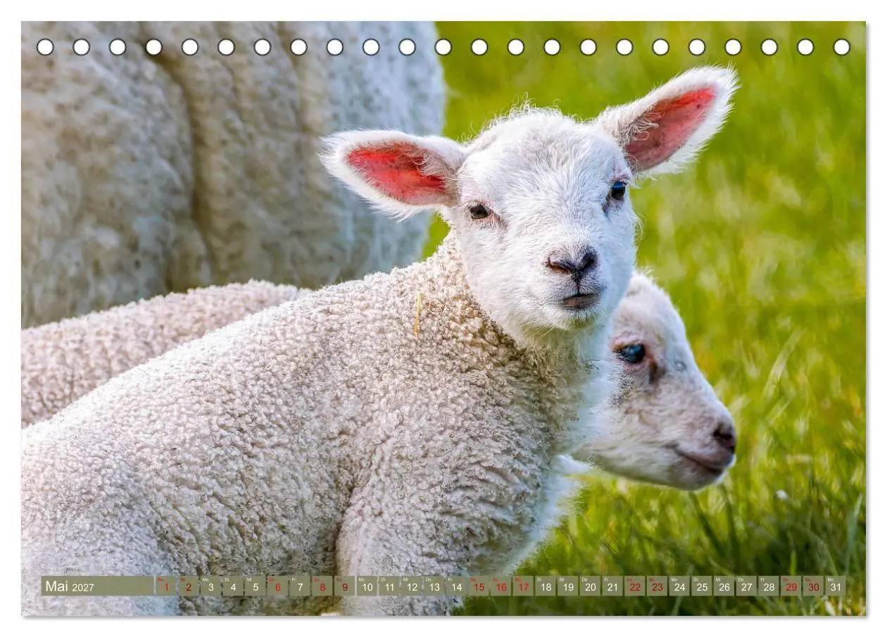 Bild: 9783569418455 | Die Deichschafe. Deichpflege an der Nordsee (Tischkalender 2027 DIN...