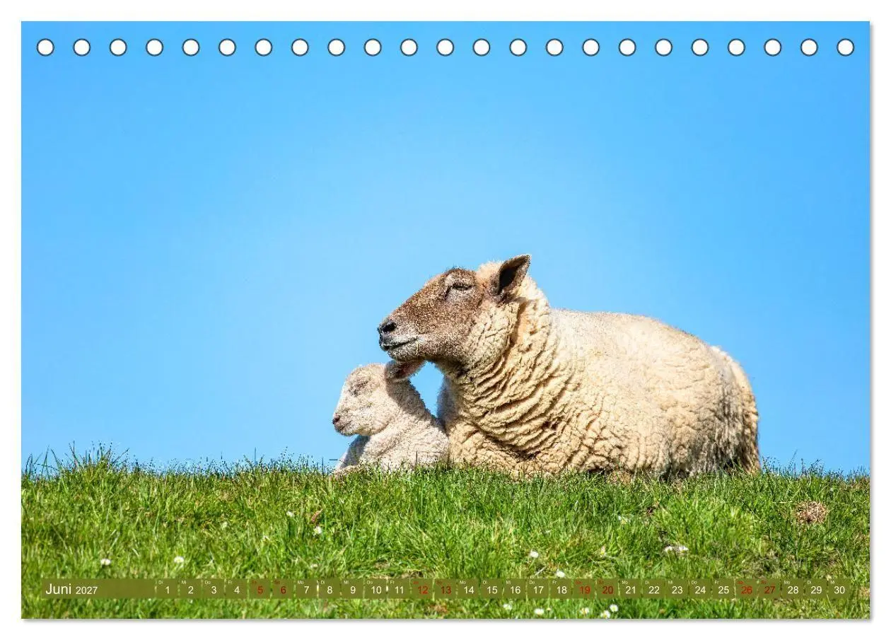 Bild: 9783569418455 | Die Deichschafe. Deichpflege an der Nordsee (Tischkalender 2027 DIN...