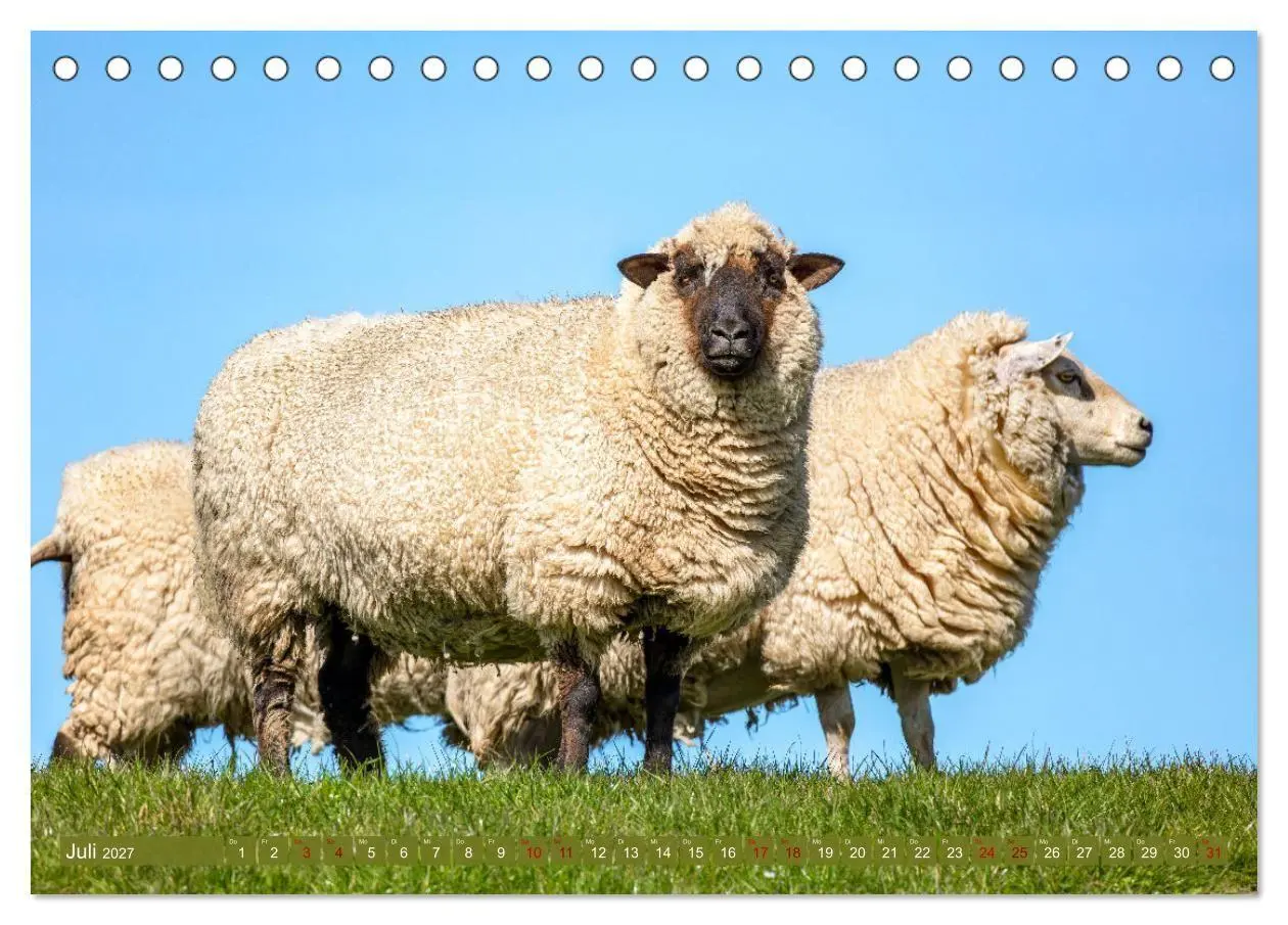 Bild: 9783569418455 | Die Deichschafe. Deichpflege an der Nordsee (Tischkalender 2027 DIN...