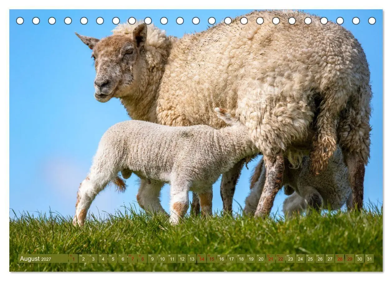 Bild: 9783569418455 | Die Deichschafe. Deichpflege an der Nordsee (Tischkalender 2027 DIN...