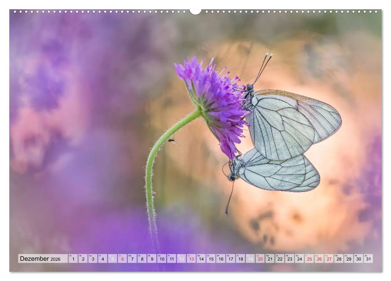 Bild: 9783457778555 | Magie der Schmetterlinge (Wandkalender 2026 DIN A2 quer), CALVENDO...