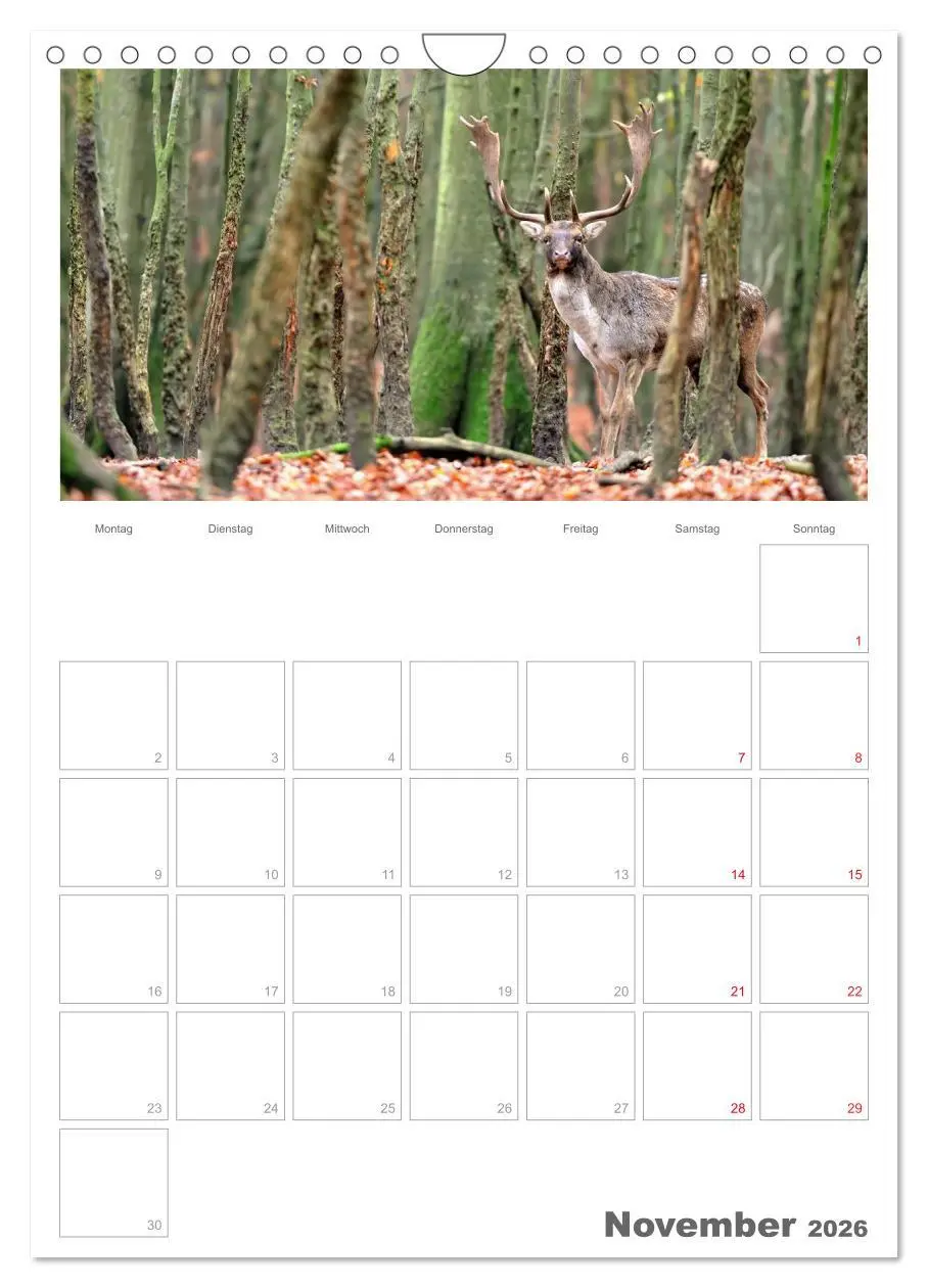 Bild: 9783516488555 | Rehe &amp; Co / Planer (Wandkalender 2026 DIN A4 hoch), CALVENDO...