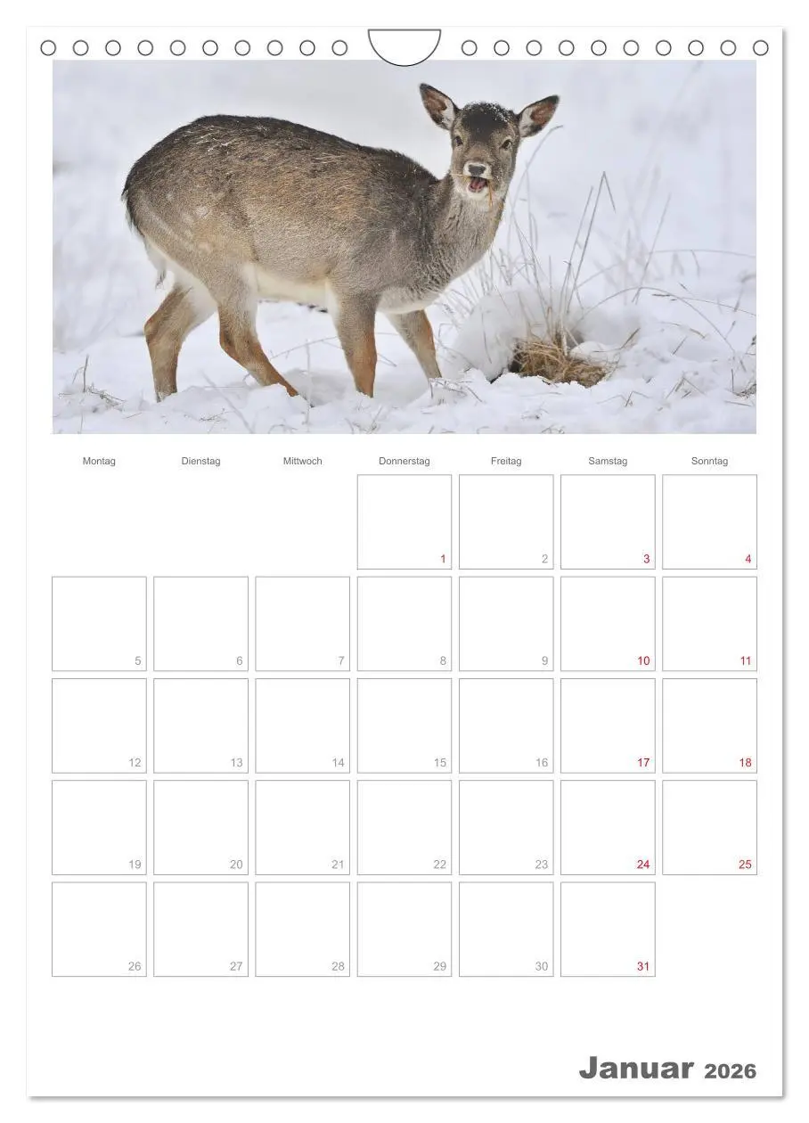 Bild: 9783516488555 | Rehe &amp; Co / Planer (Wandkalender 2026 DIN A4 hoch), CALVENDO...