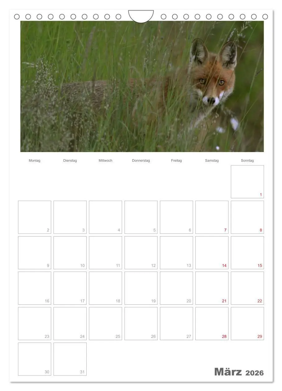 Bild: 9783516488555 | Rehe &amp; Co / Planer (Wandkalender 2026 DIN A4 hoch), CALVENDO...