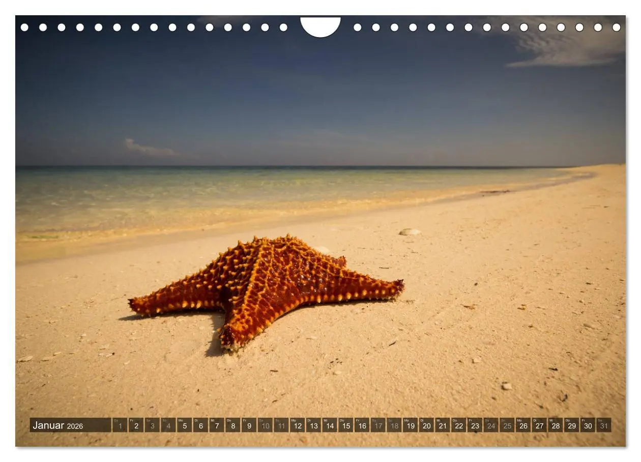 Bild: 9783516088755 | Kuba Nostalgie 2026 (Wandkalender 2026 DIN A4 quer), CALVENDO...