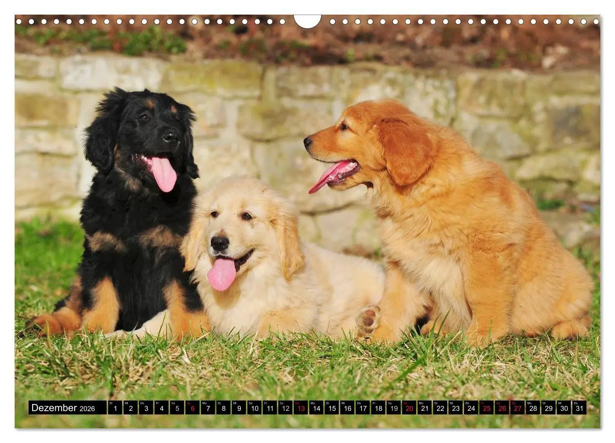 Bild: 9783516029055 | Mein bester Freund - Der Hovawart (Wandkalender 2026 DIN A3 quer),...