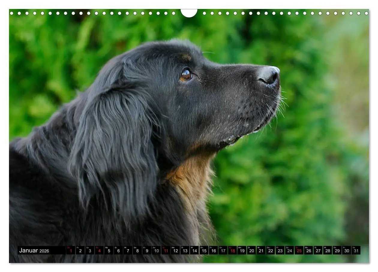 Bild: 9783516029055 | Mein bester Freund - Der Hovawart (Wandkalender 2026 DIN A3 quer),...