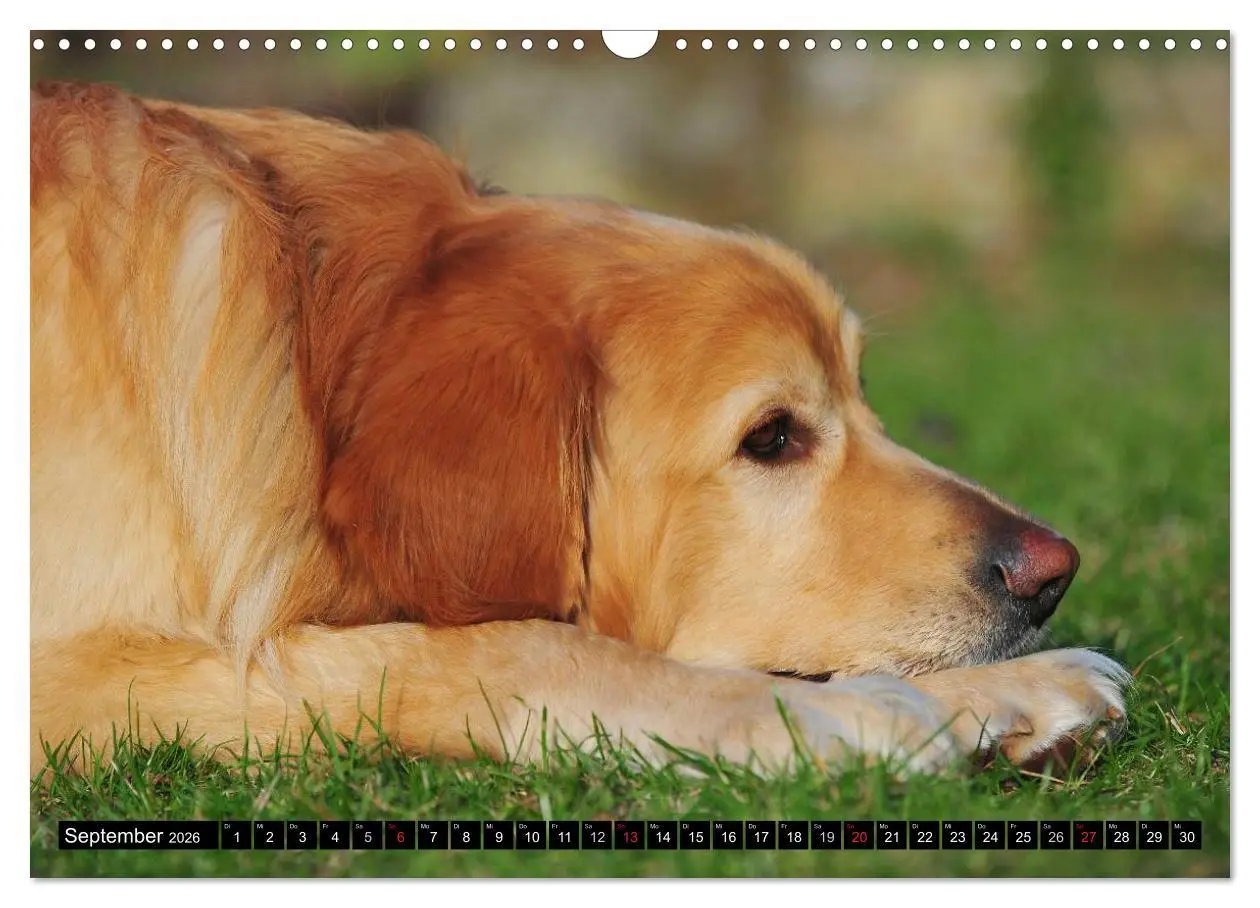 Bild: 9783516029055 | Mein bester Freund - Der Hovawart (Wandkalender 2026 DIN A3 quer),...