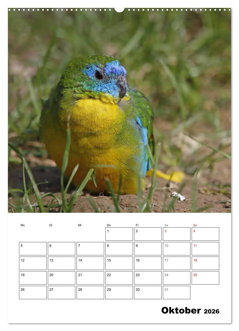 Bild: 9783516409055 | Papageien - Graupapagei, Rosella und Co. (Wandkalender 2026 DIN A2...