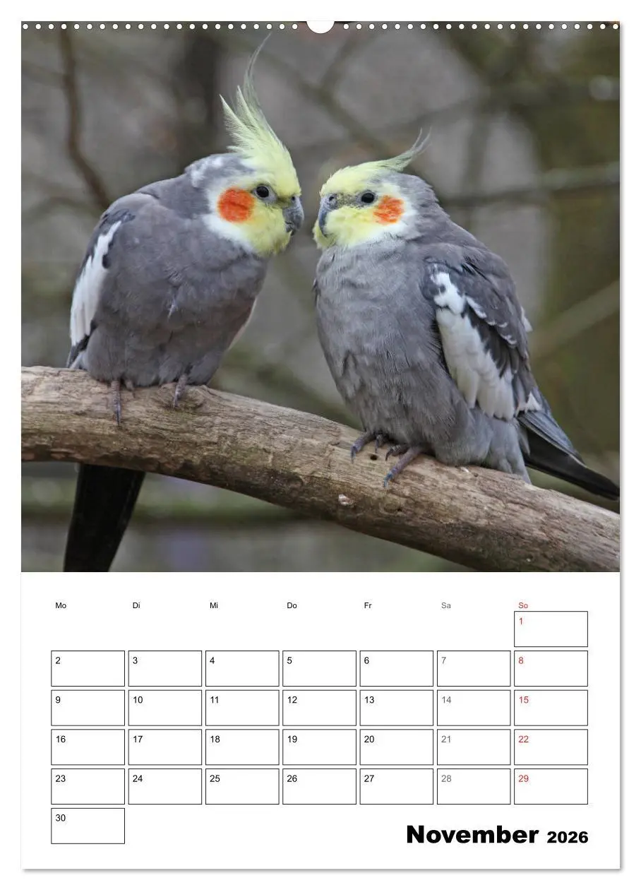 Bild: 9783516409055 | Papageien - Graupapagei, Rosella und Co. (Wandkalender 2026 DIN A2...