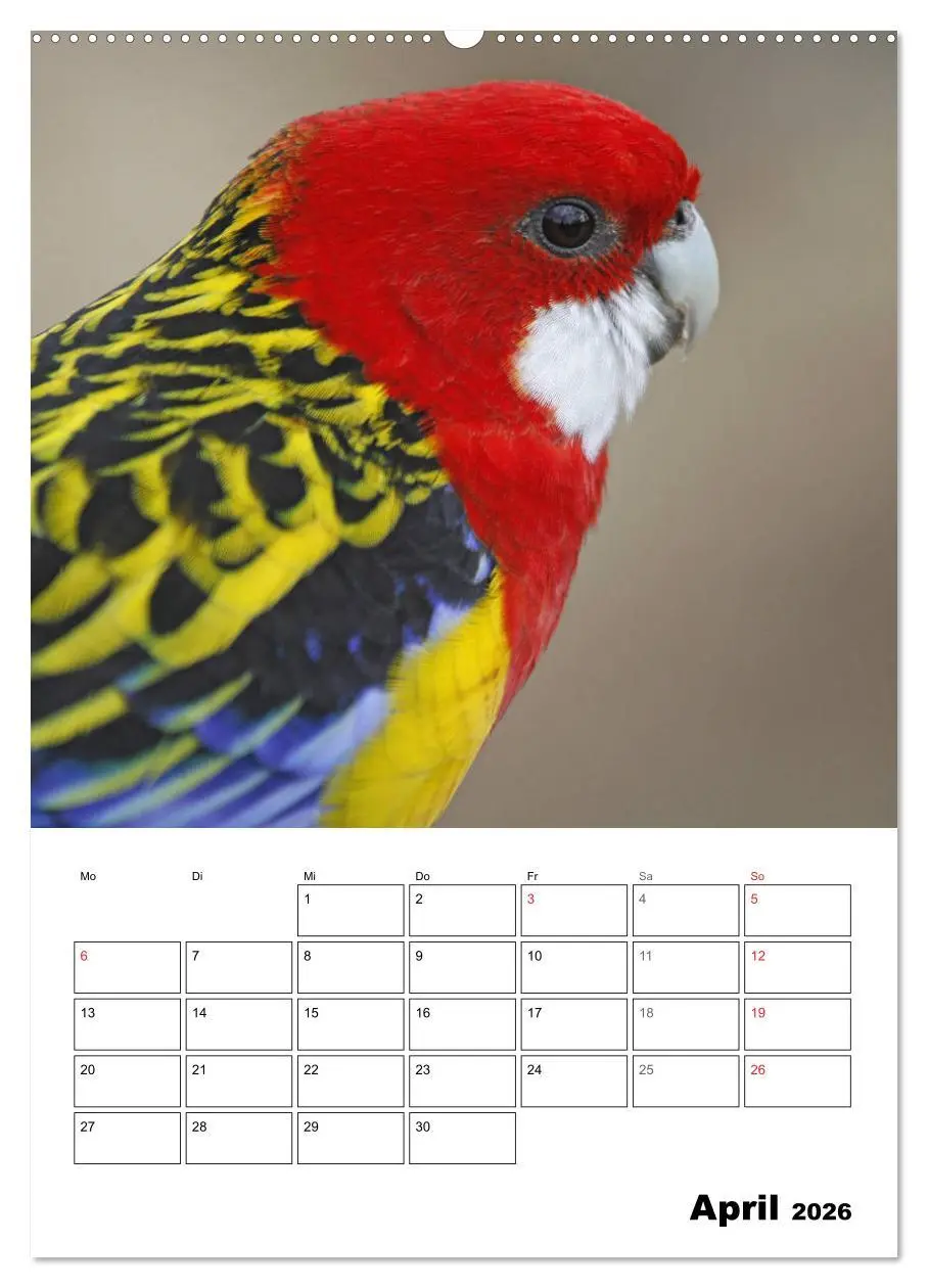 Bild: 9783516409055 | Papageien - Graupapagei, Rosella und Co. (Wandkalender 2026 DIN A2...