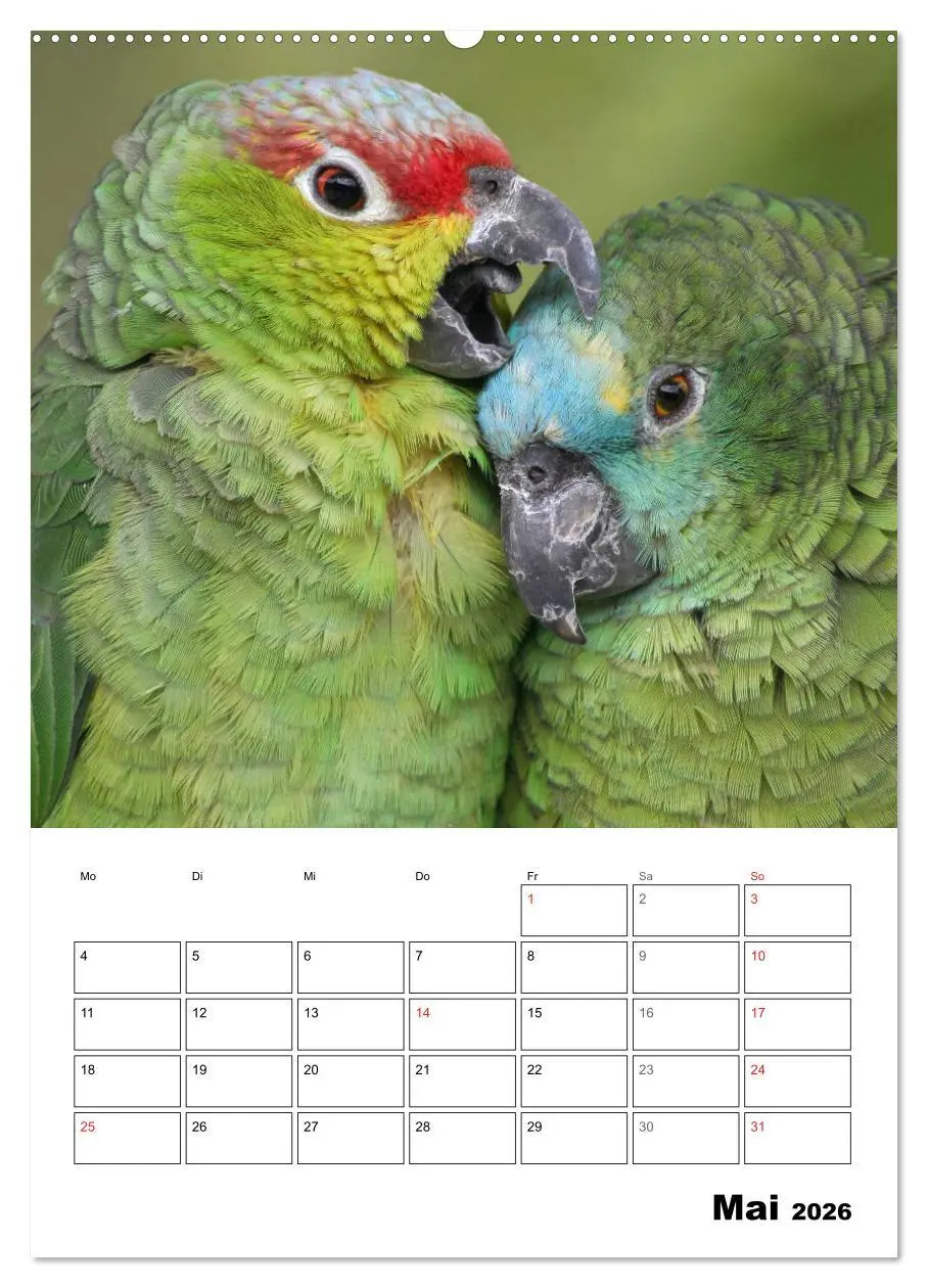 Bild: 9783516409055 | Papageien - Graupapagei, Rosella und Co. (Wandkalender 2026 DIN A2...